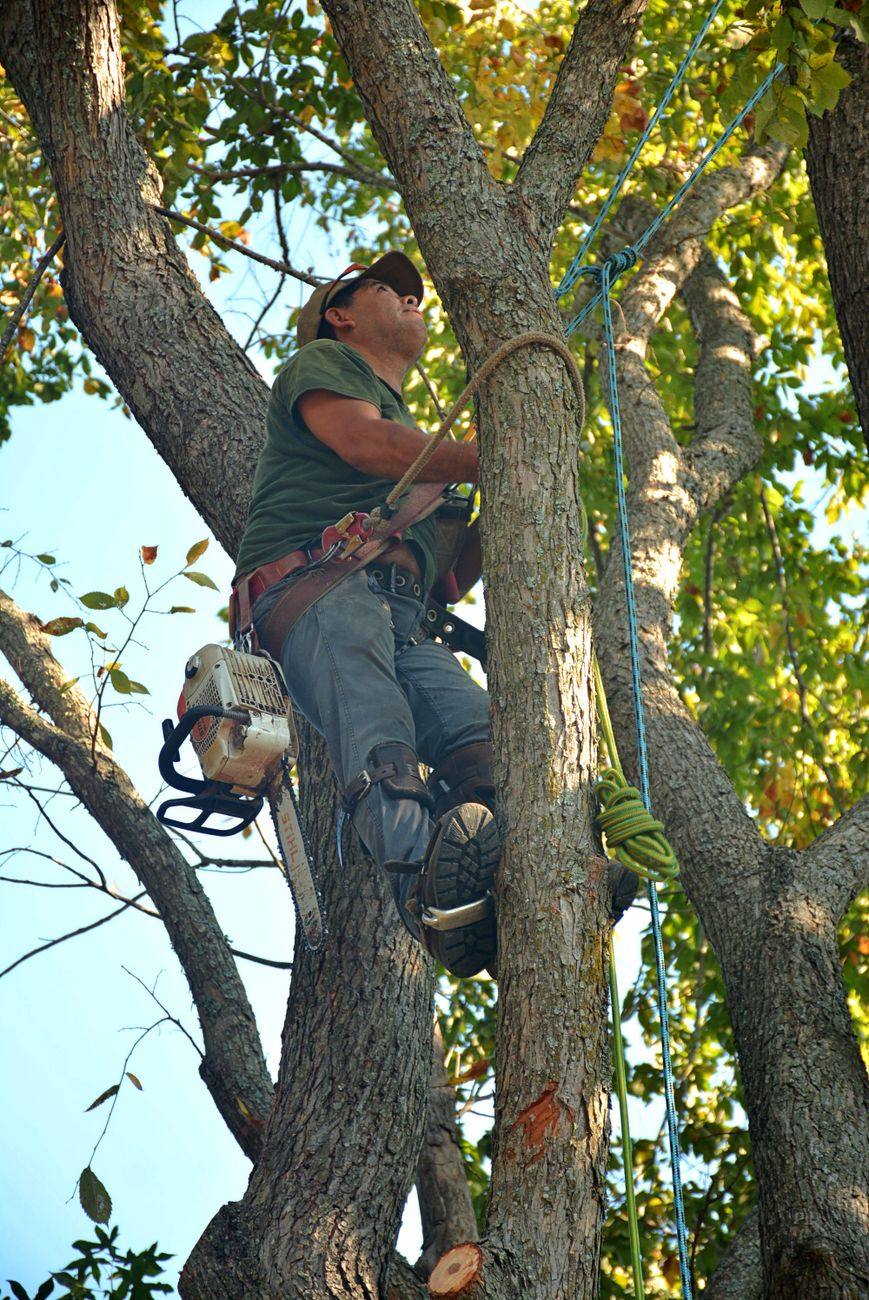 Tree work in progress near Goldsboro, North Carolina
