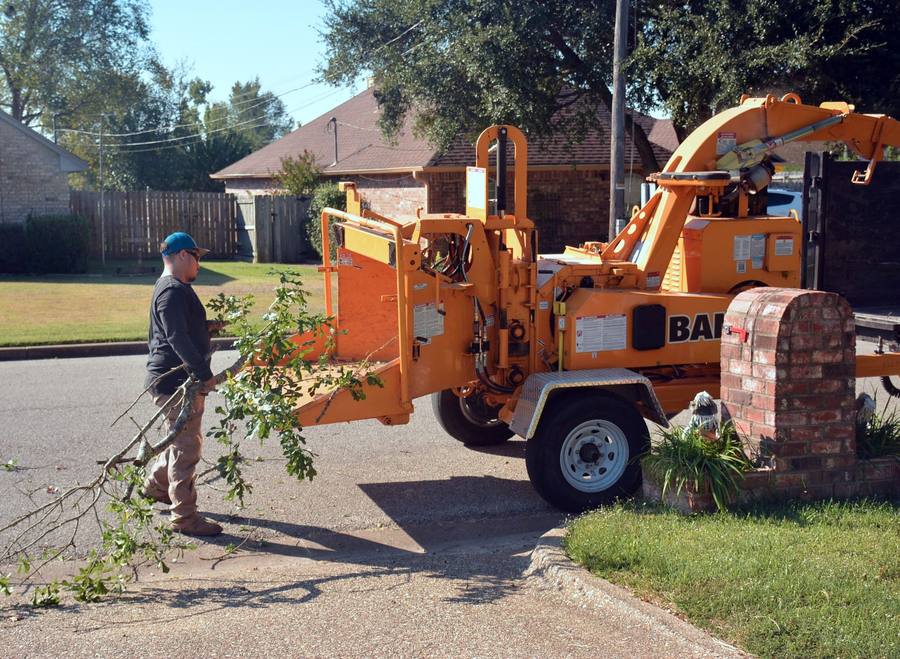 Tree removal work in progress
